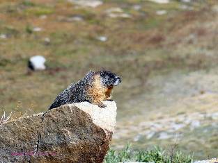 john-muir-trail-day4-8  Marmot w.jpg (309266 bytes)